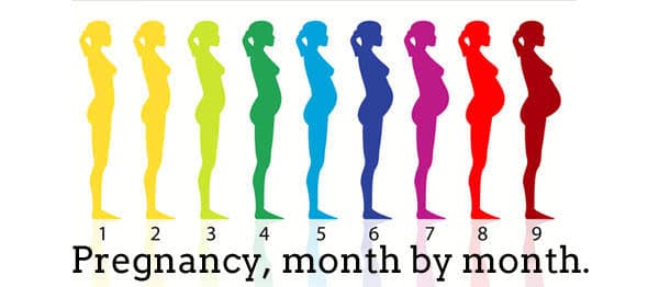 This page breaks down the weeks of pregnancy into manageable chunks you can understand.